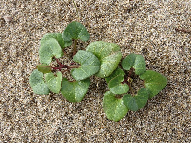 Liseron des dunes