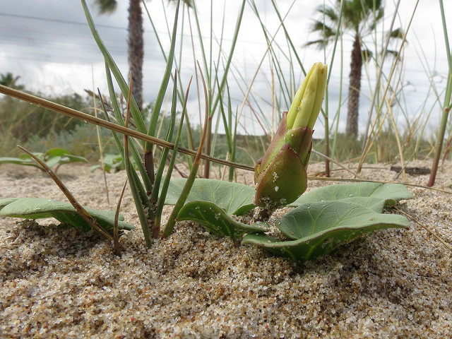 Liseron des dunes
