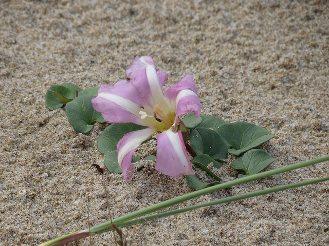 Liseron des dunes