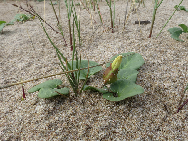 Liseron des dunes (Calystegia soldanella)