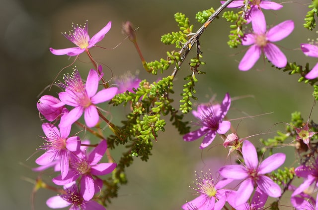 Calytrix leschenaultii (Calytrix leschenaultii)