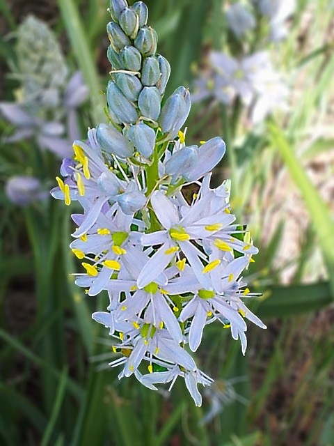 Camassia angusta (Camassia angusta)