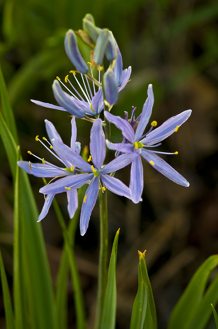 Camassia leichtlinii