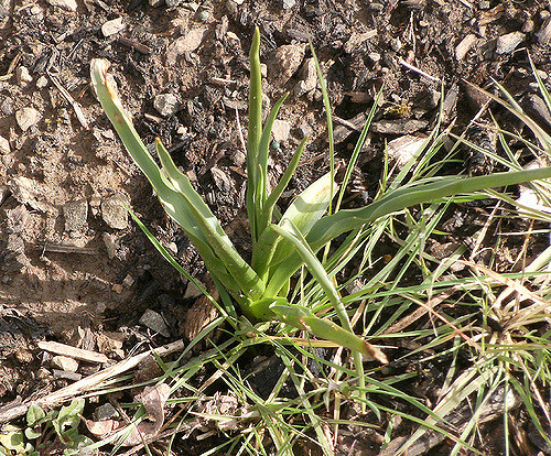 Camassia leichtlinii