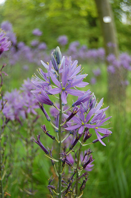 Camassia leichtlinii