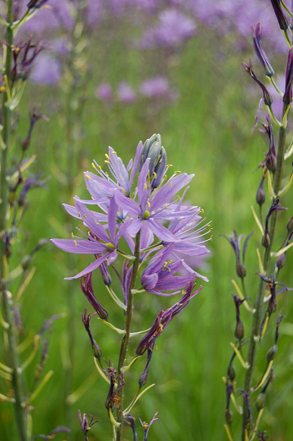 Camassia leichtlinii