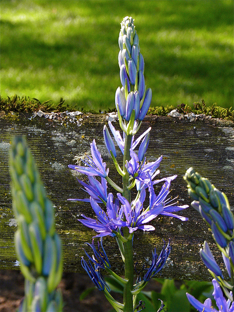 Camassia leichtlinii