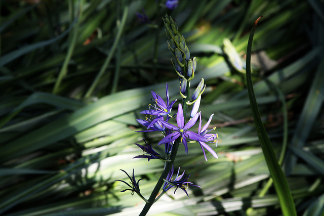 Camassia leichtlinii (Camassia leichtlinii)