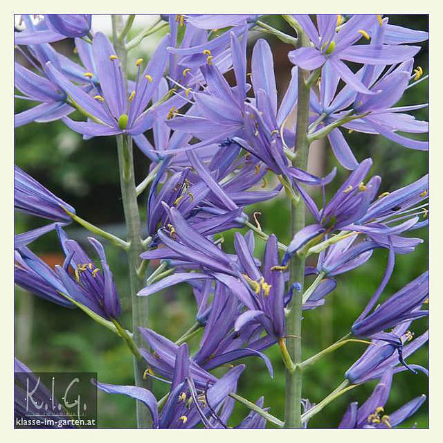 Jacinthe des indiens