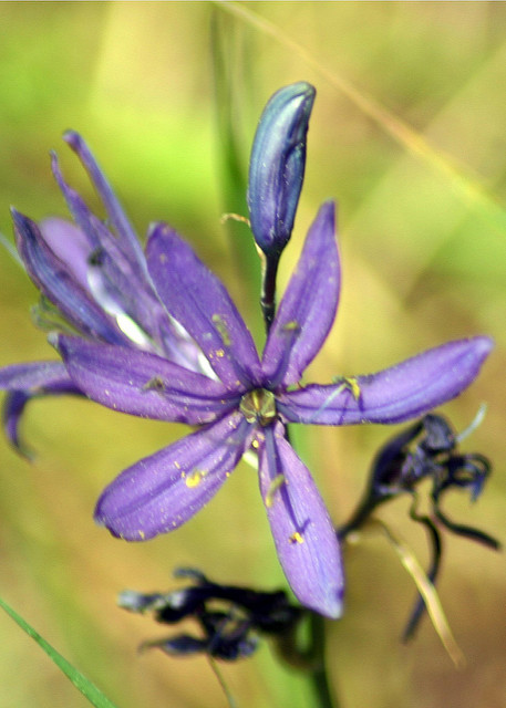 Jacinthe des indiens