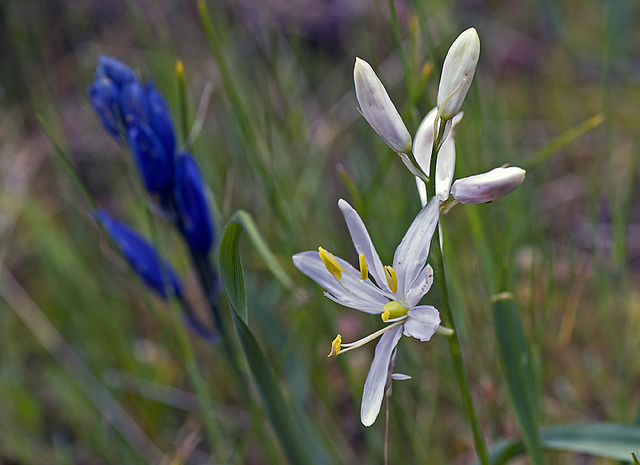 Jacinthe des indiens