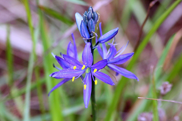 Jacinthe des indiens