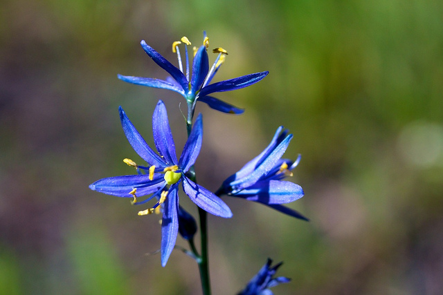 Jacinthe des indiens (Camassia quamash)