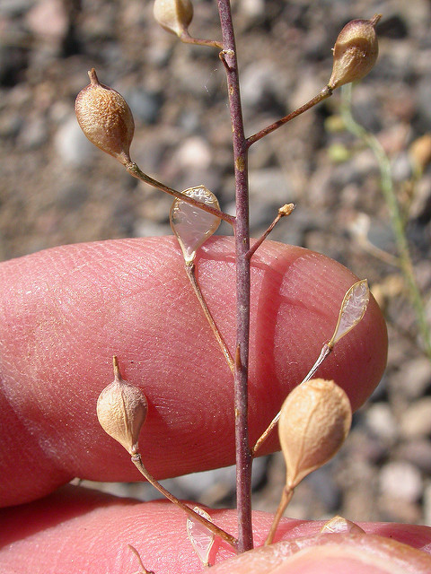 Caméline à petits fruits (Camelina microcarpa)
