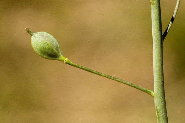 Caméline à petits fruits