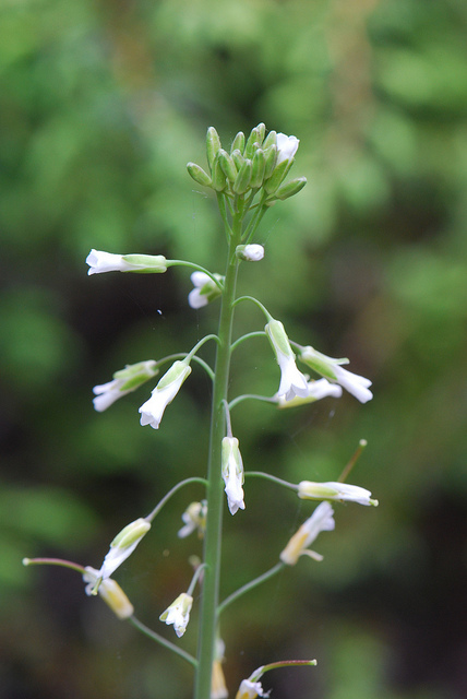 Caméline cultivée (Camelina sativa)