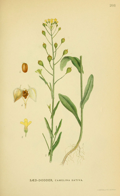 Caméline cultivée