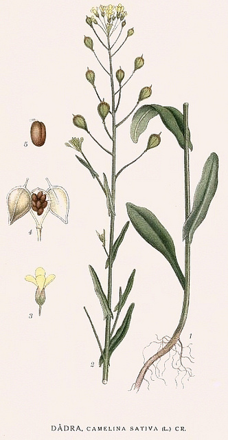 Caméline cultivée