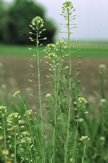 Caméline cultivée