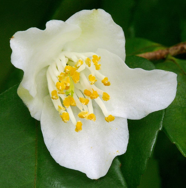 Camellia fraterna