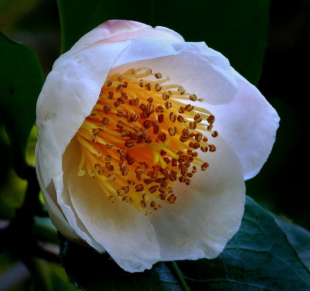 Camellia irrawadiensis (Camellia irrawadiensis)