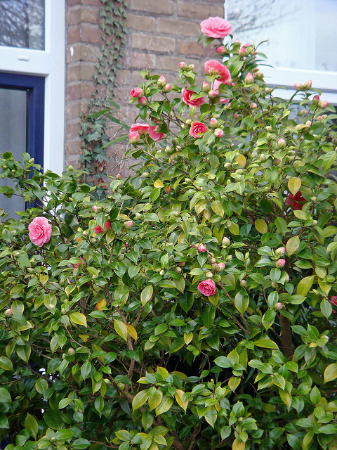 Camellia oleifera