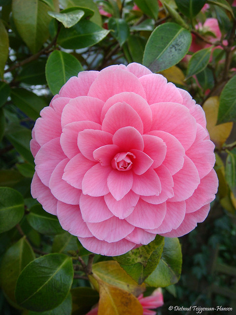 Camellia oleifera