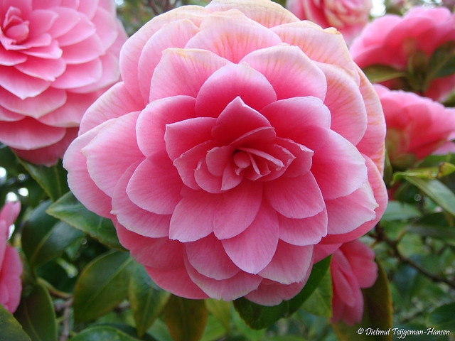 Camellia oleifera