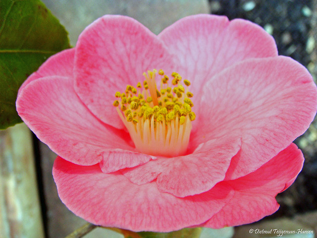 Camellia oleifera