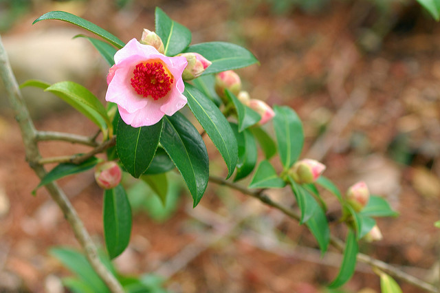 Camellia pitardii