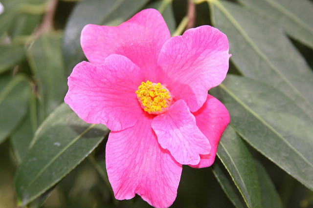 Camellia pitardii