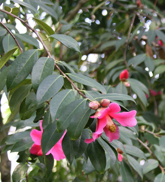 Camellia pitardii
