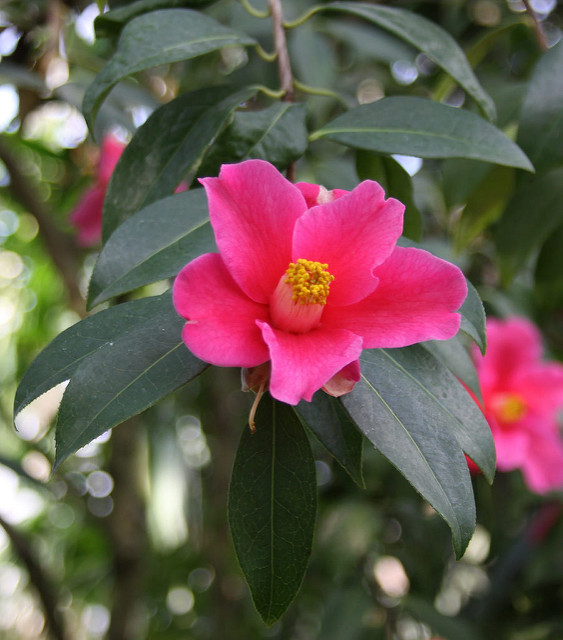 Camellia pitardii