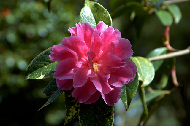 Camellia reticulata (Camellia reticulata)