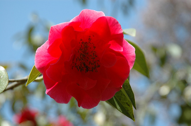 Camellia reticulata