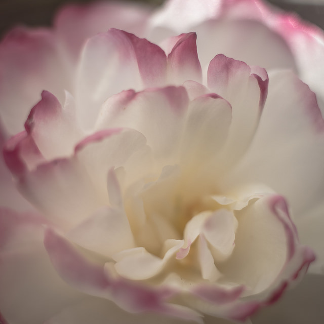 Camellia reticulata