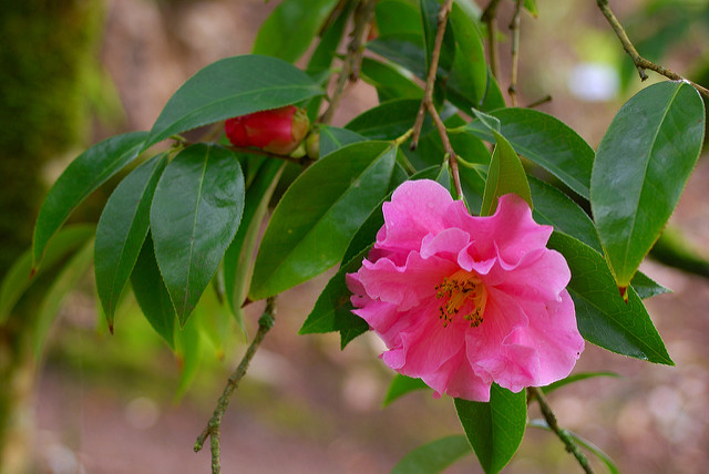 Camellia reticulata
