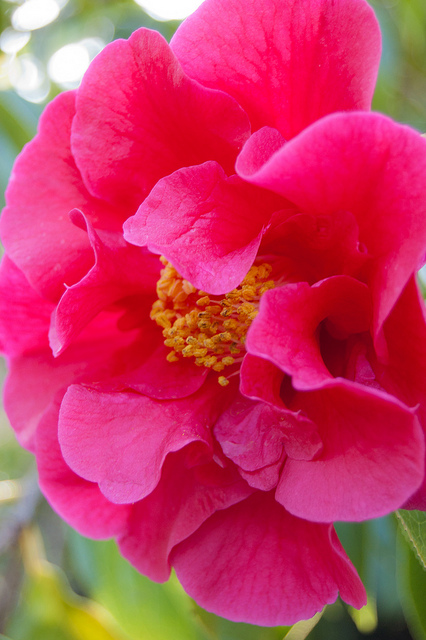 Camellia reticulata