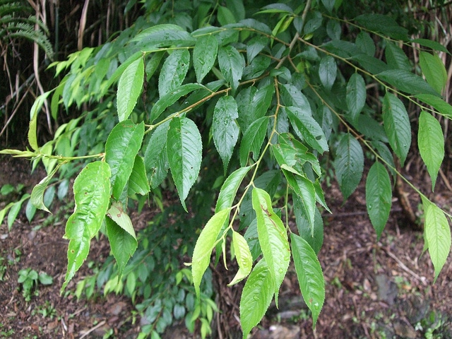 Camellia salicifolia
