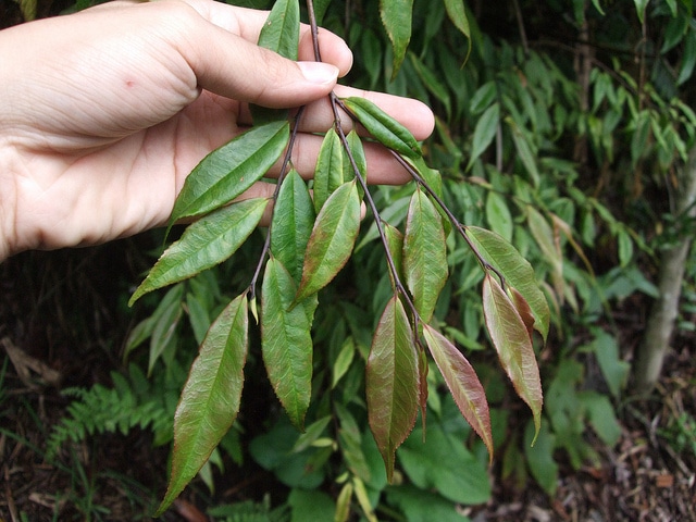 Camellia salicifolia