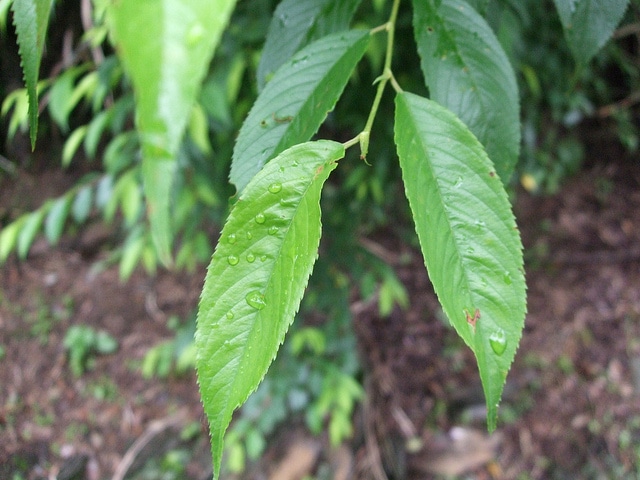 Camellia salicifolia (Camellia salicifolia)
