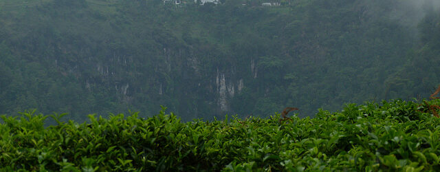 Camellia sinensis