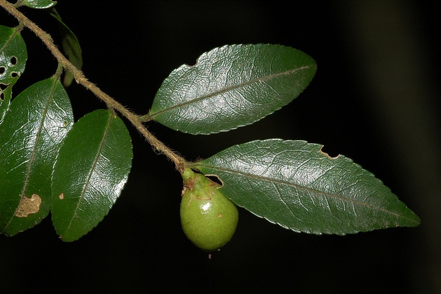 Camellia transnokoensis
