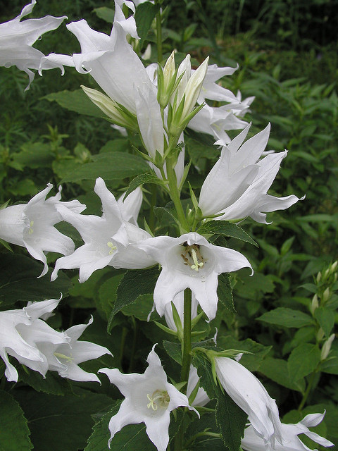 Campanula alliariifolia (Campanula alliariifolia)
