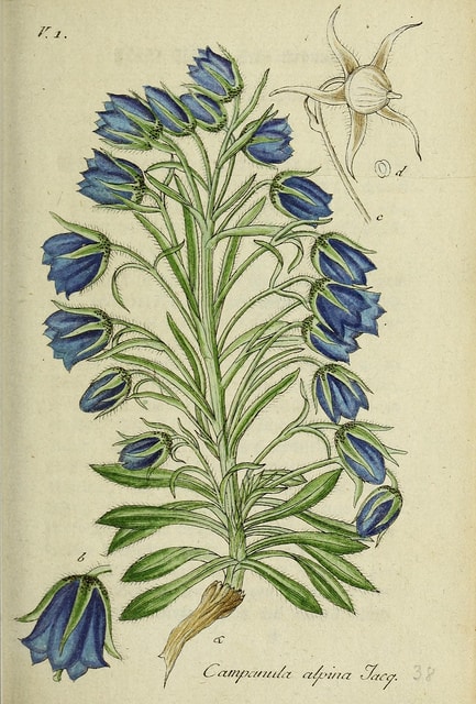 Campanula alpina