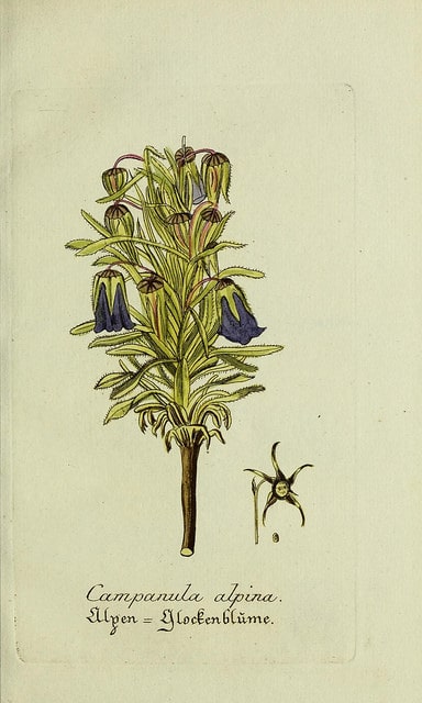 Campanula alpina