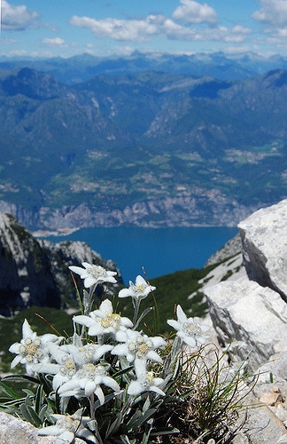 Campanula alpina