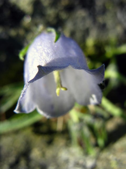 Campanula alpina