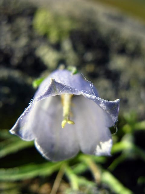 Campanula alpina