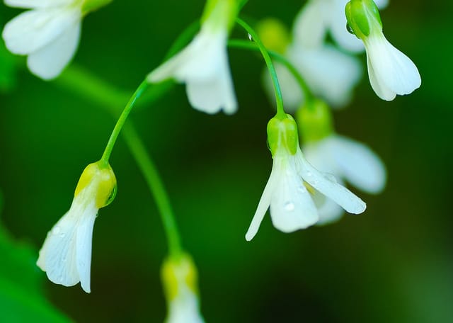 Campanule faux-gaillet (Campanula aparinoides)